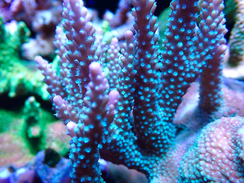 JF Shock Tart Acropora
