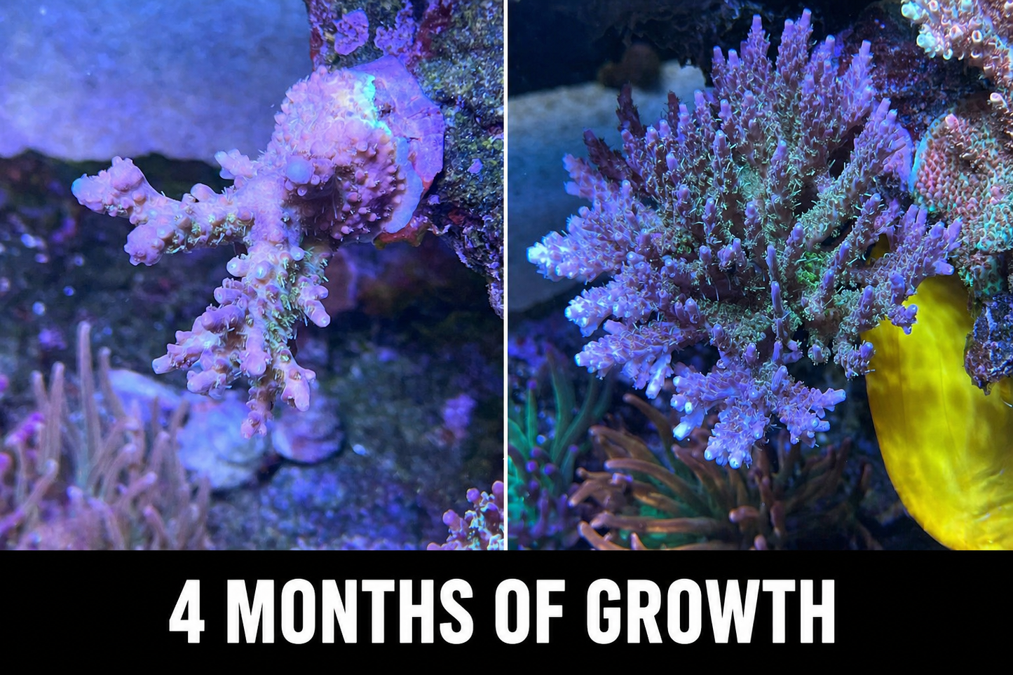 Tyree Pinky the Bear Acropora