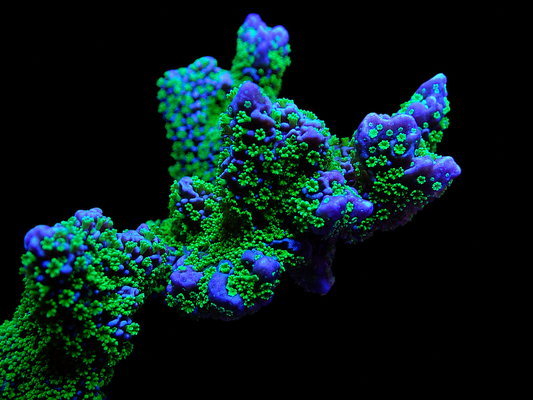 Tubbs Stellata Monitipora