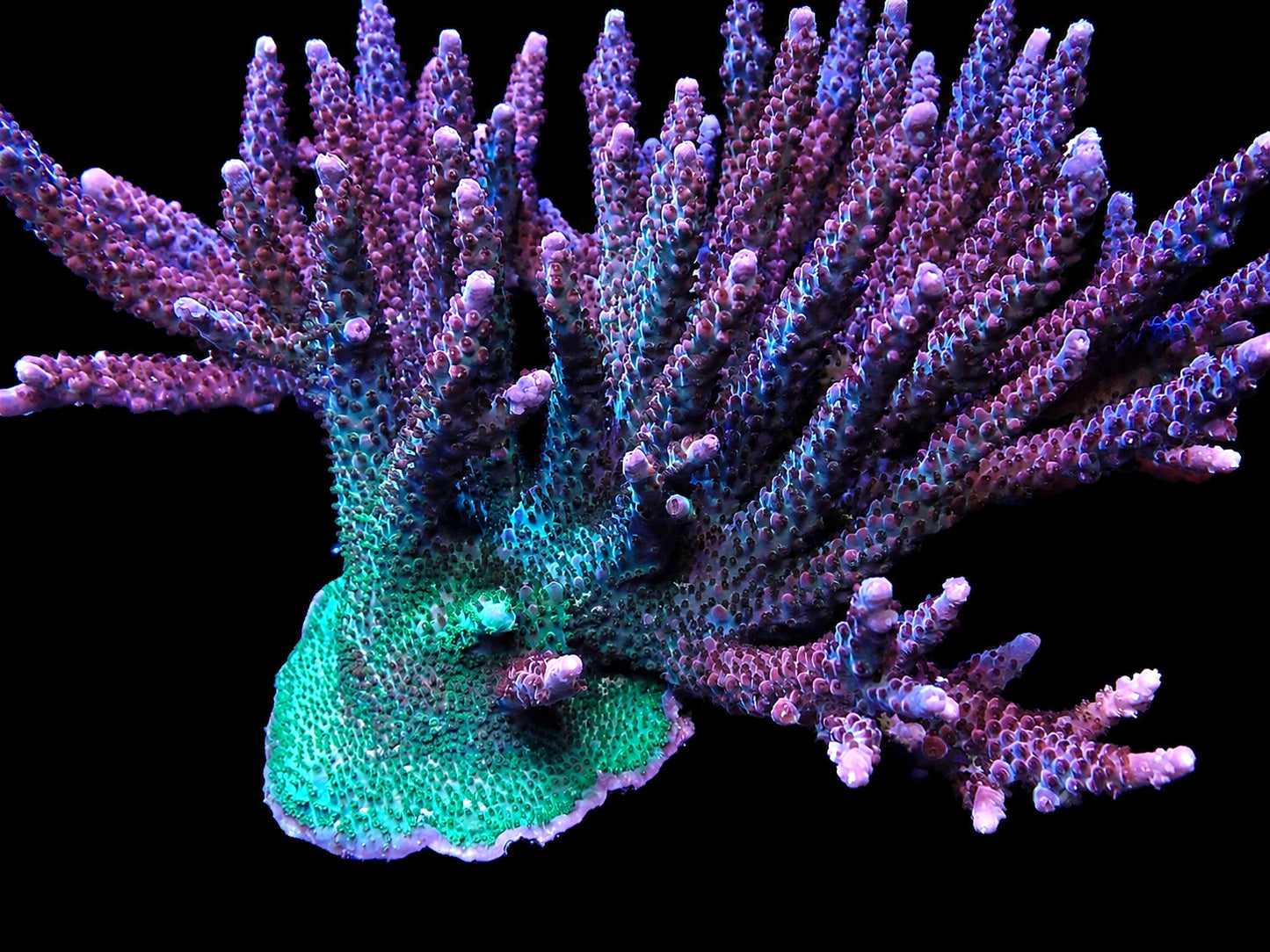 AV Better Than PC Rainbow Acropora