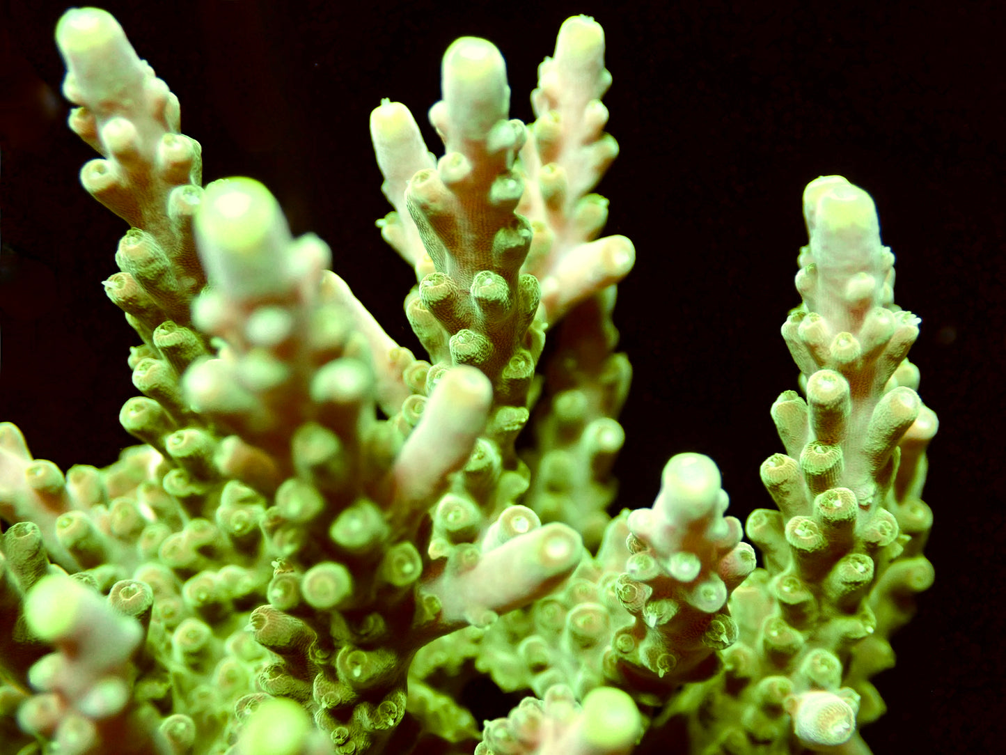 CB Golden Jawdropper Acropora