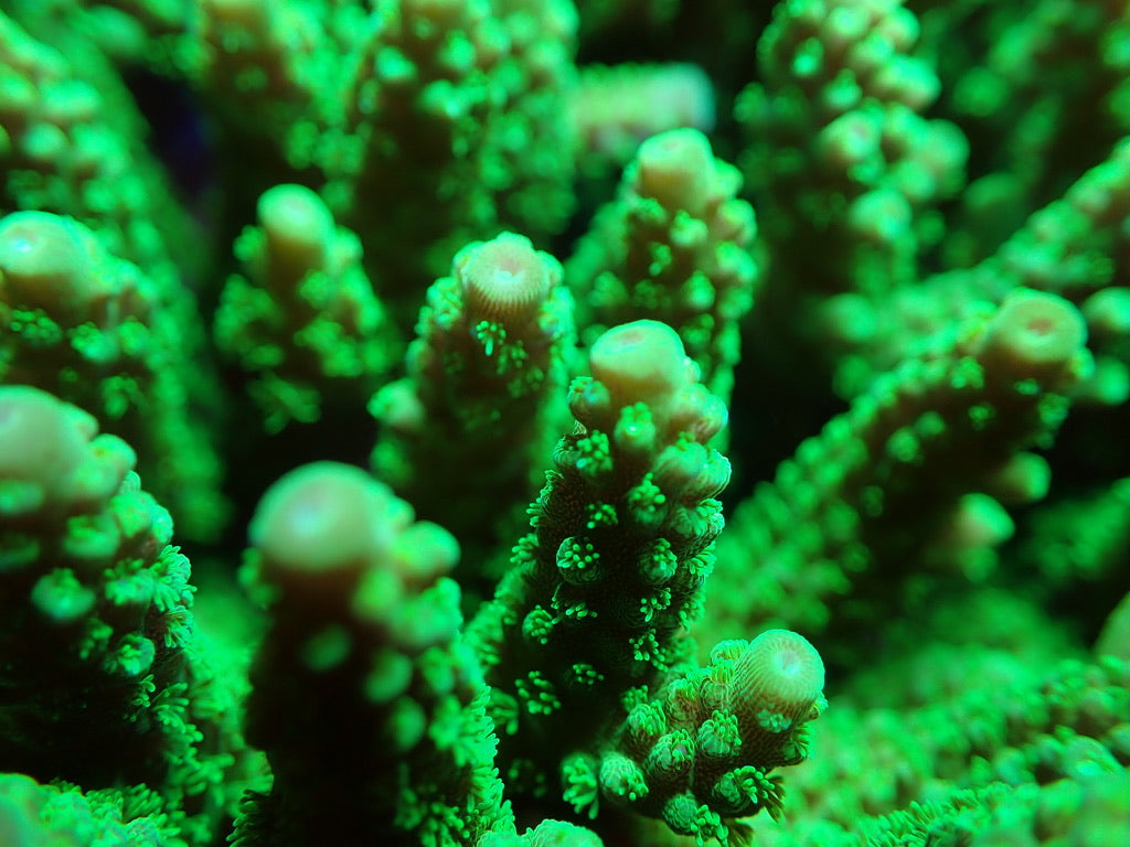 Jake Adams Toxic Green Florida Acropora