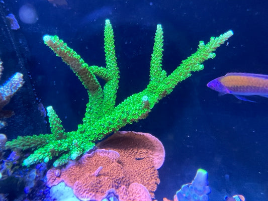 Bali Green Slimer Staghorn Acropora