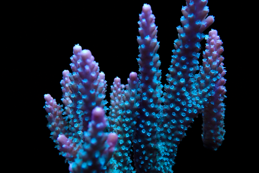 JF Shock Tart Acropora