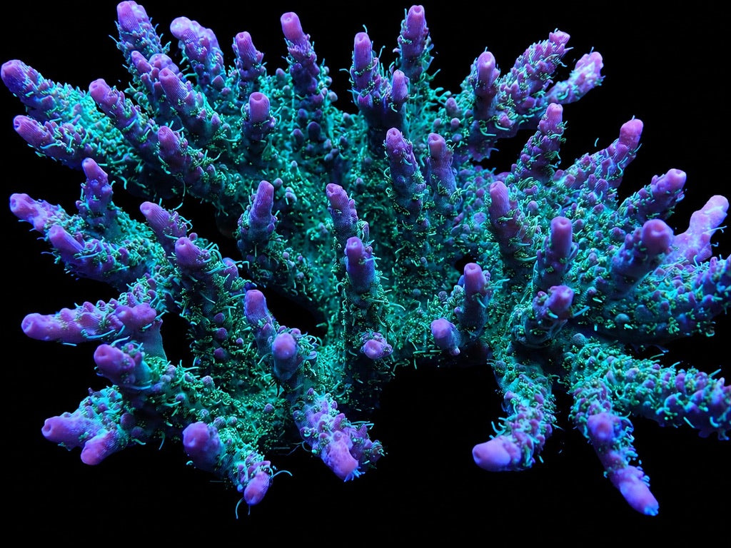 TGC Starfire Acropora