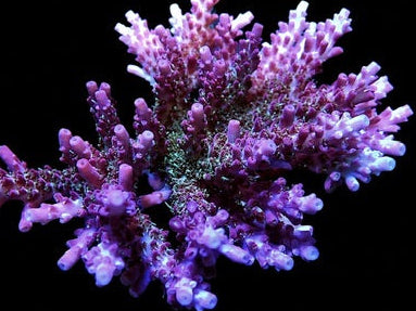 Tyree Pinky the Bear Acropora