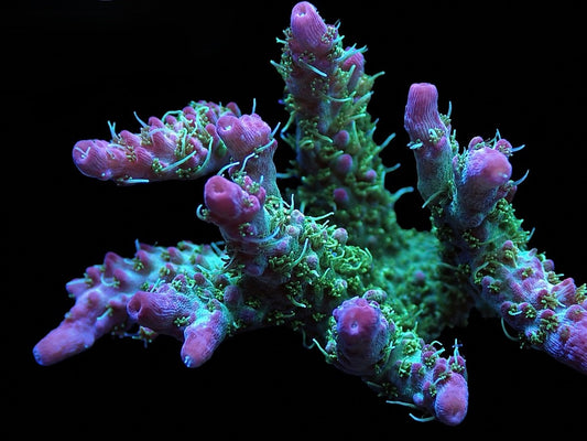 TGC Starfire Acropora