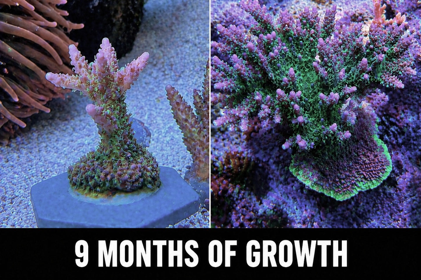 TGC Starfire Acropora