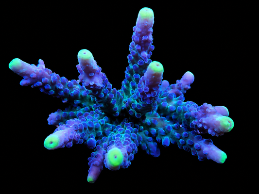 WWC Yellow Tips Austera Acropora
