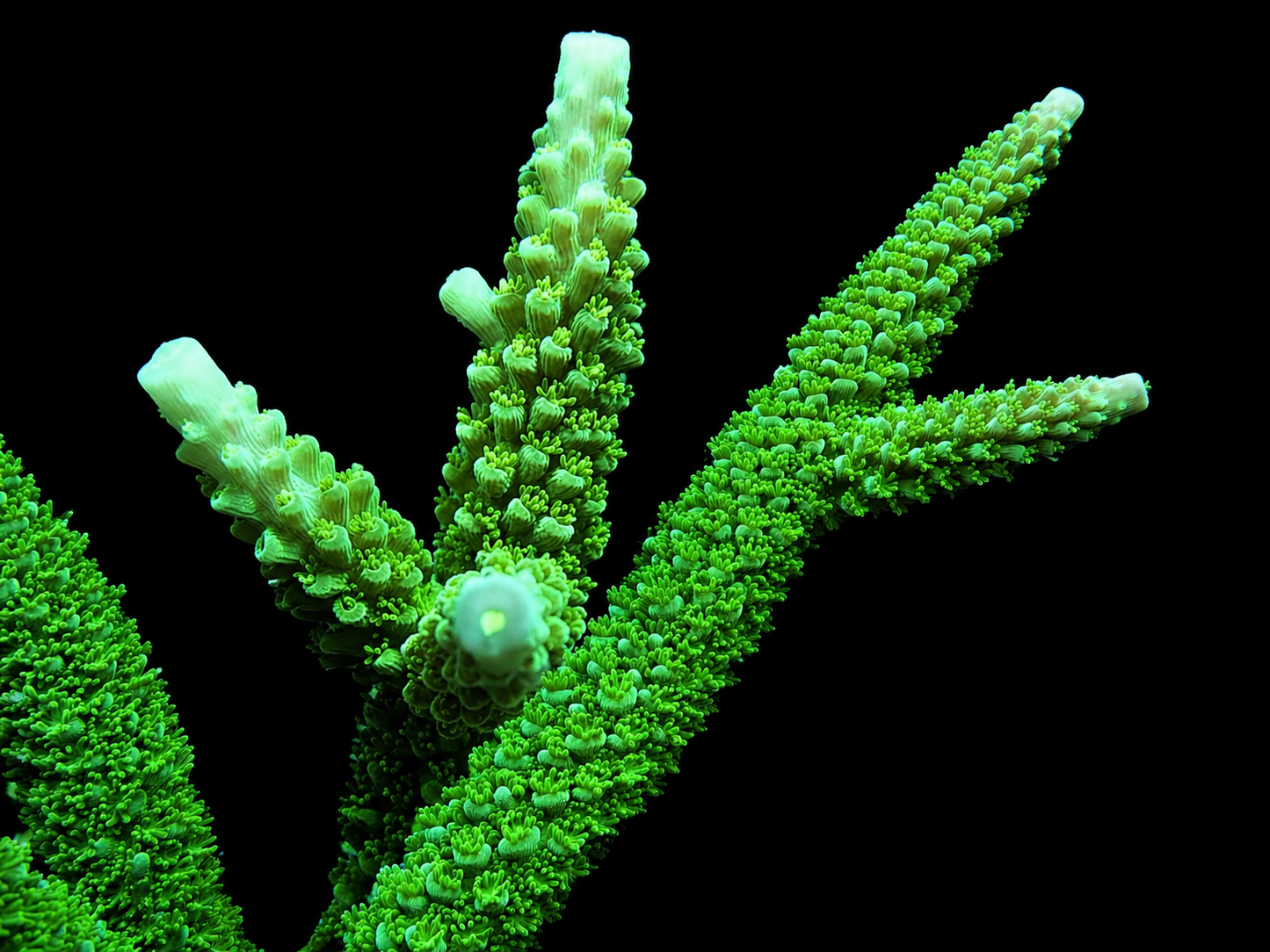 Bali Green Slimer Staghorn Acropora