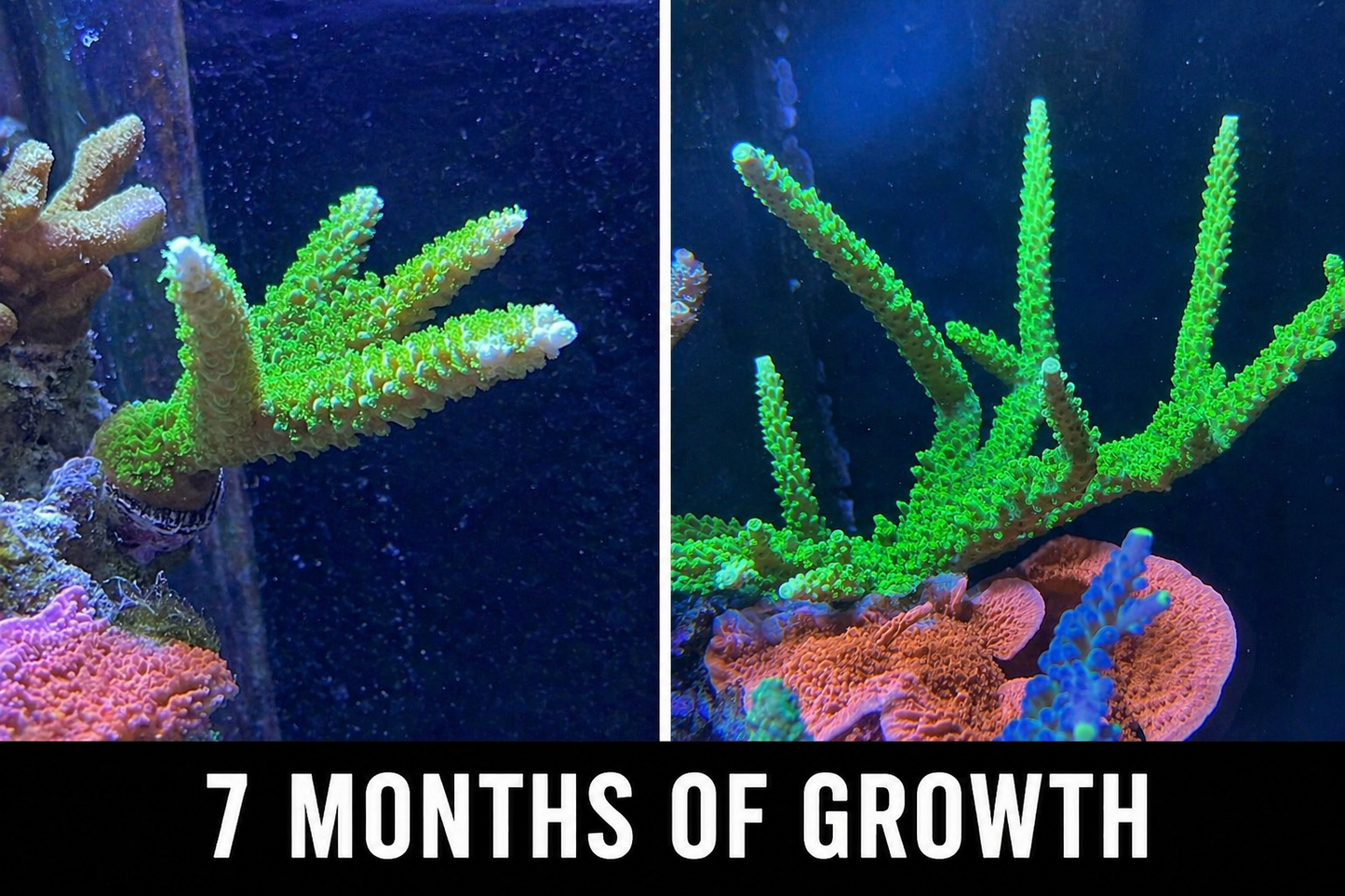 Bali Green Slimer Staghorn Acropora