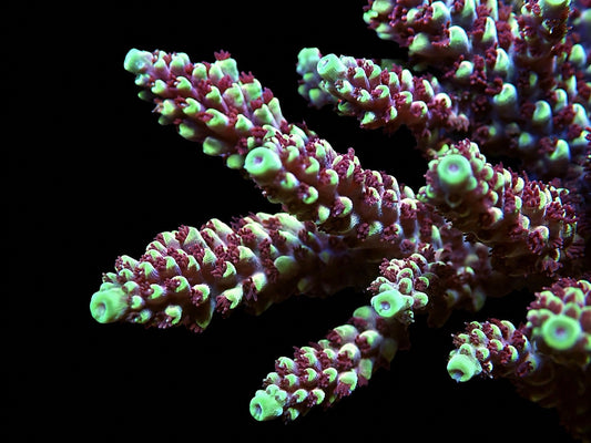 RRC Pink Cadillac Acropora