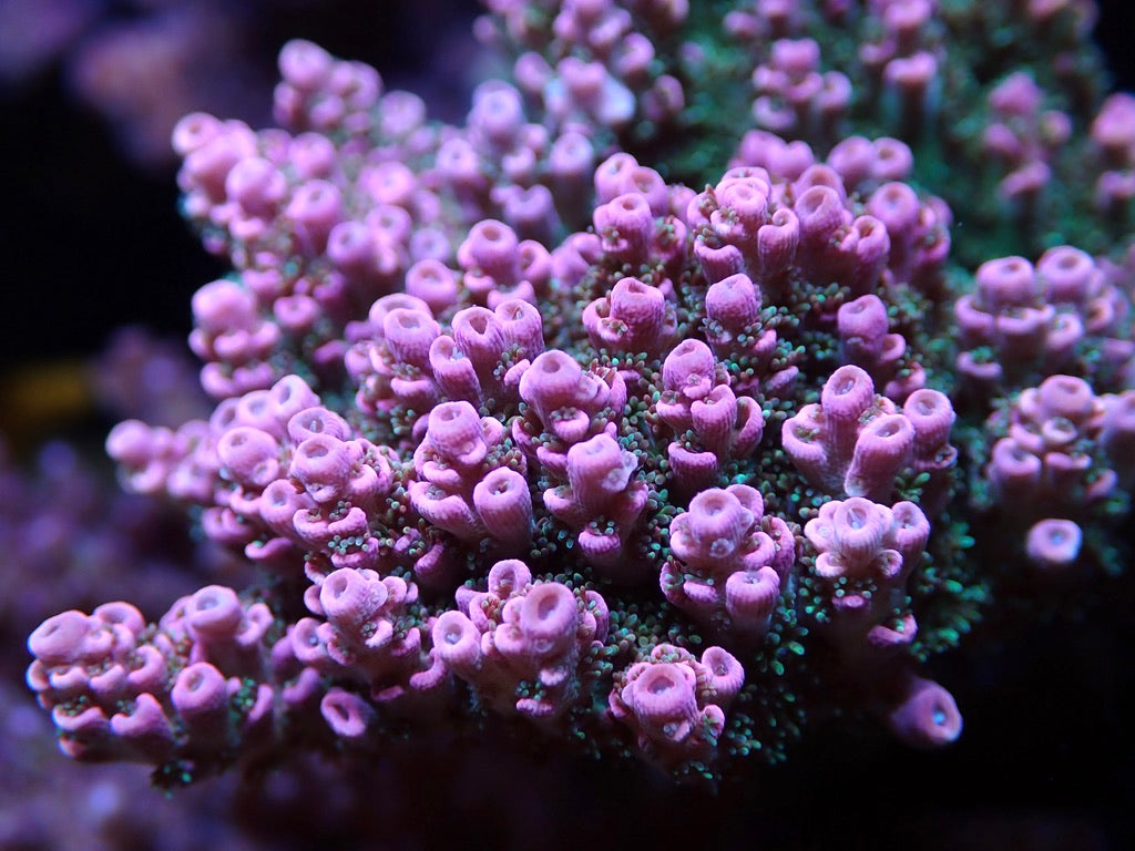 WWC Jello Shot Acropora