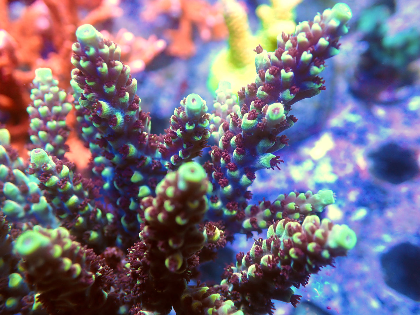 RRC Pink Cadillac Acropora