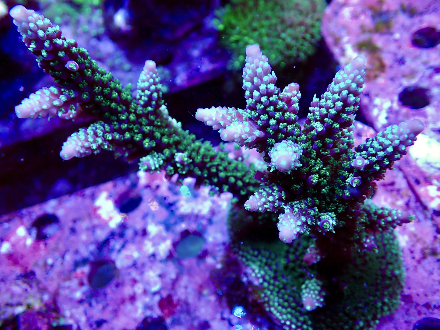 TSA Candlelight Staghorn Acropora