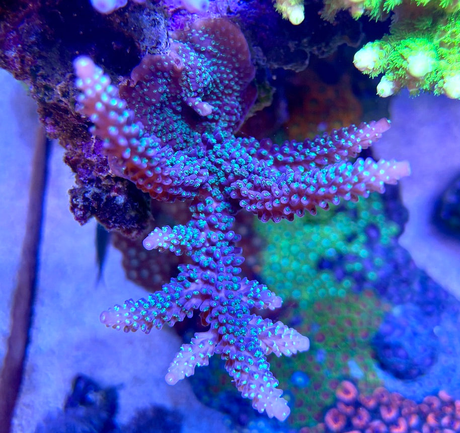TSA Candlelight Staghorn Acropora
