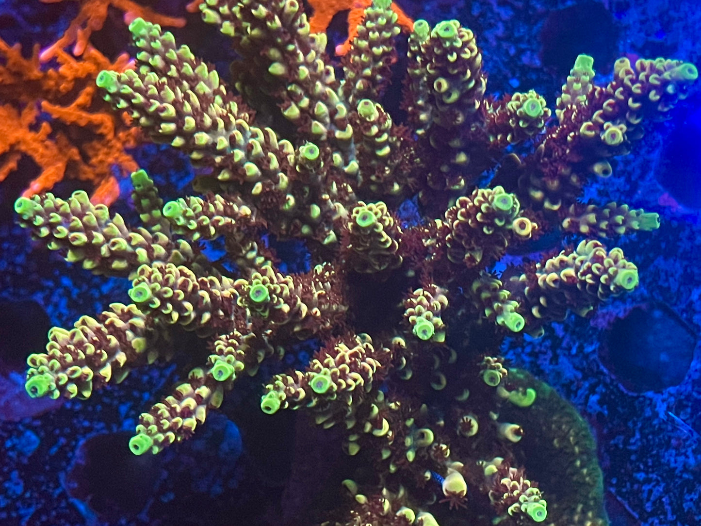 RRC Pink Cadillac Acropora