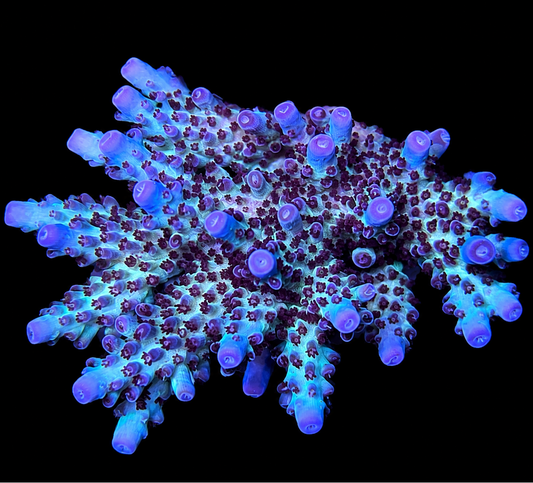 Vivid's Rainbow Delight Acropora