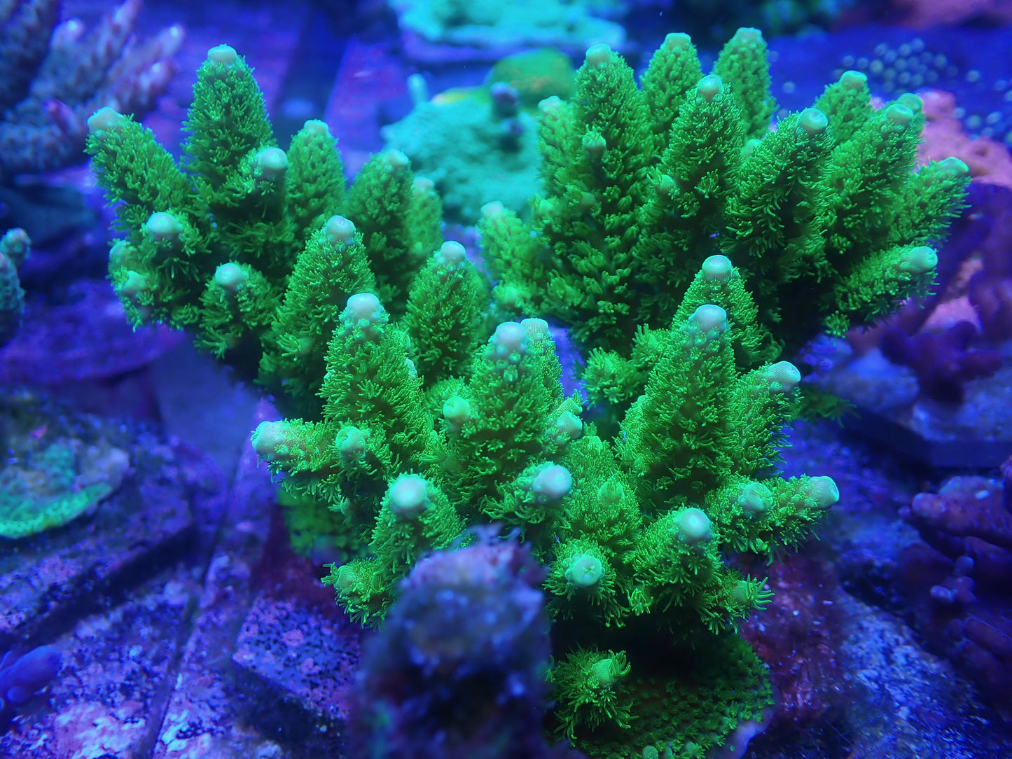 Jake Adams Toxic Green Florida Acropora