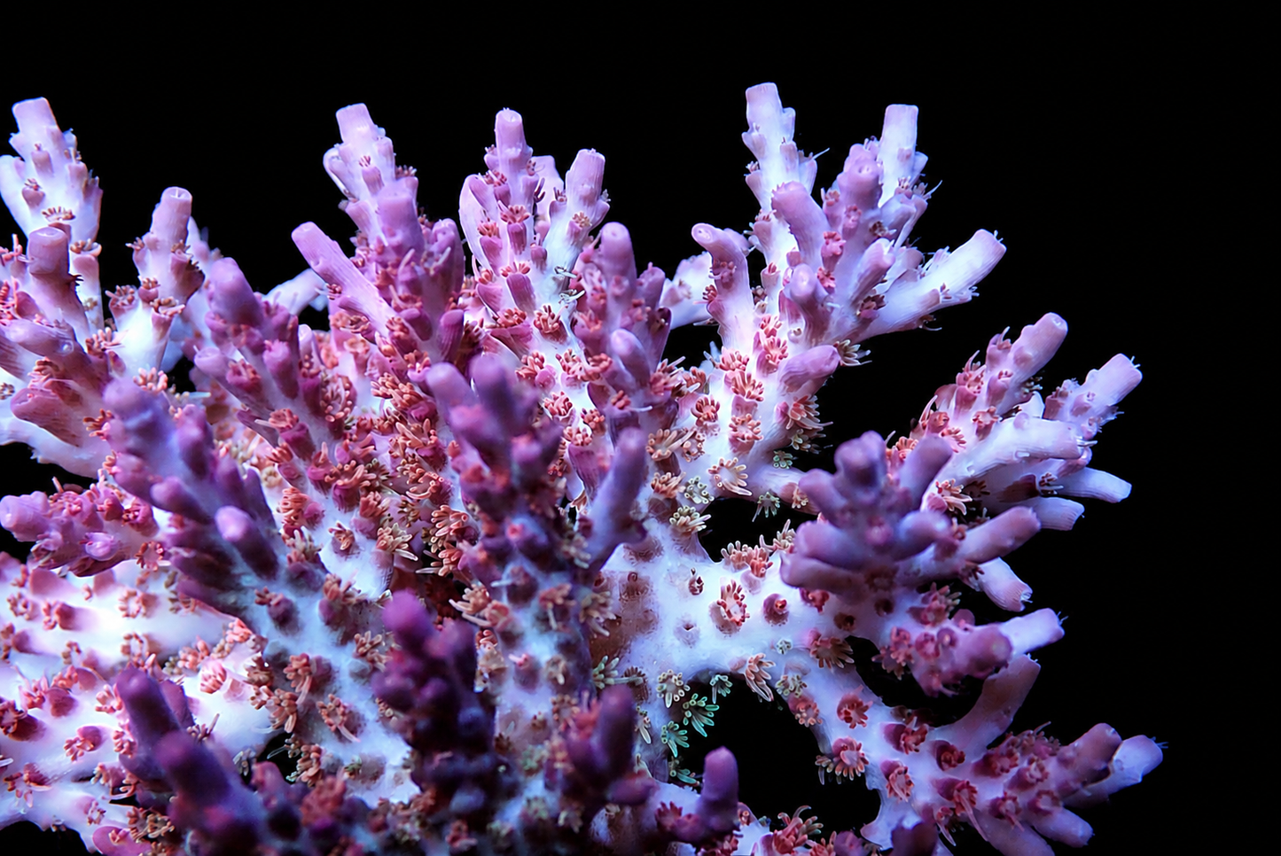 Vivid's Confetti Acropora