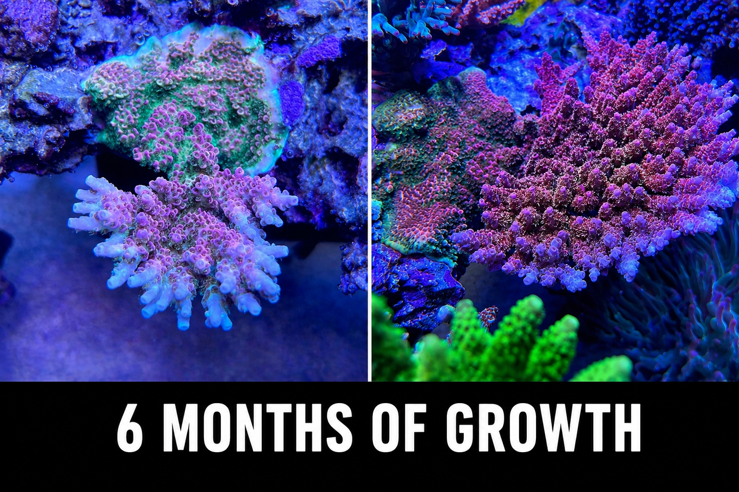 WWC Jello Shot Acropora