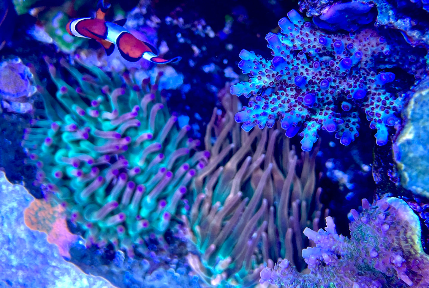Vivid's Rainbow Delight Acropora