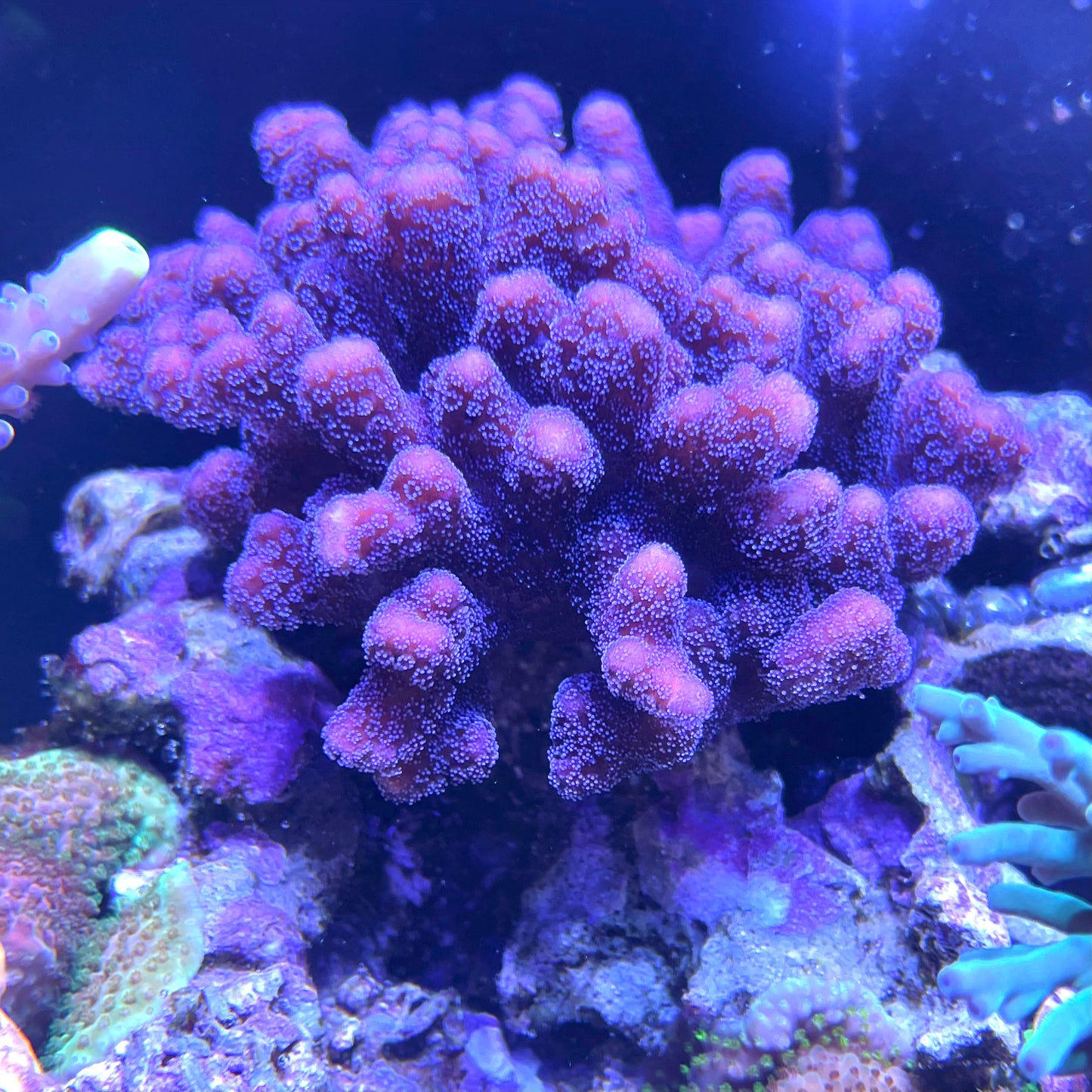 ORA Purple Stylophora