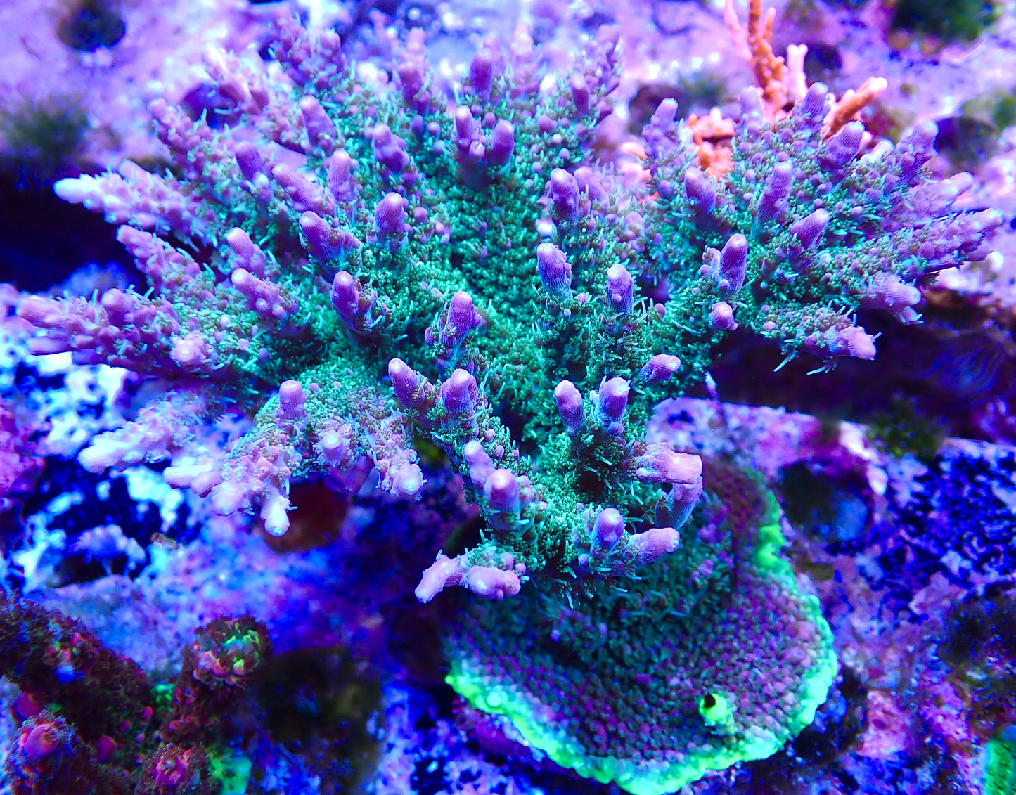 TGC Starfire Acropora