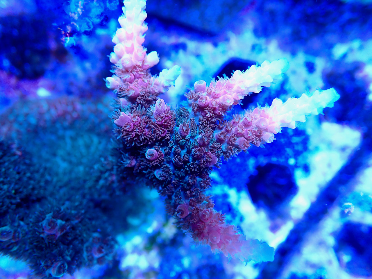 TSA Bill Murray Acropora