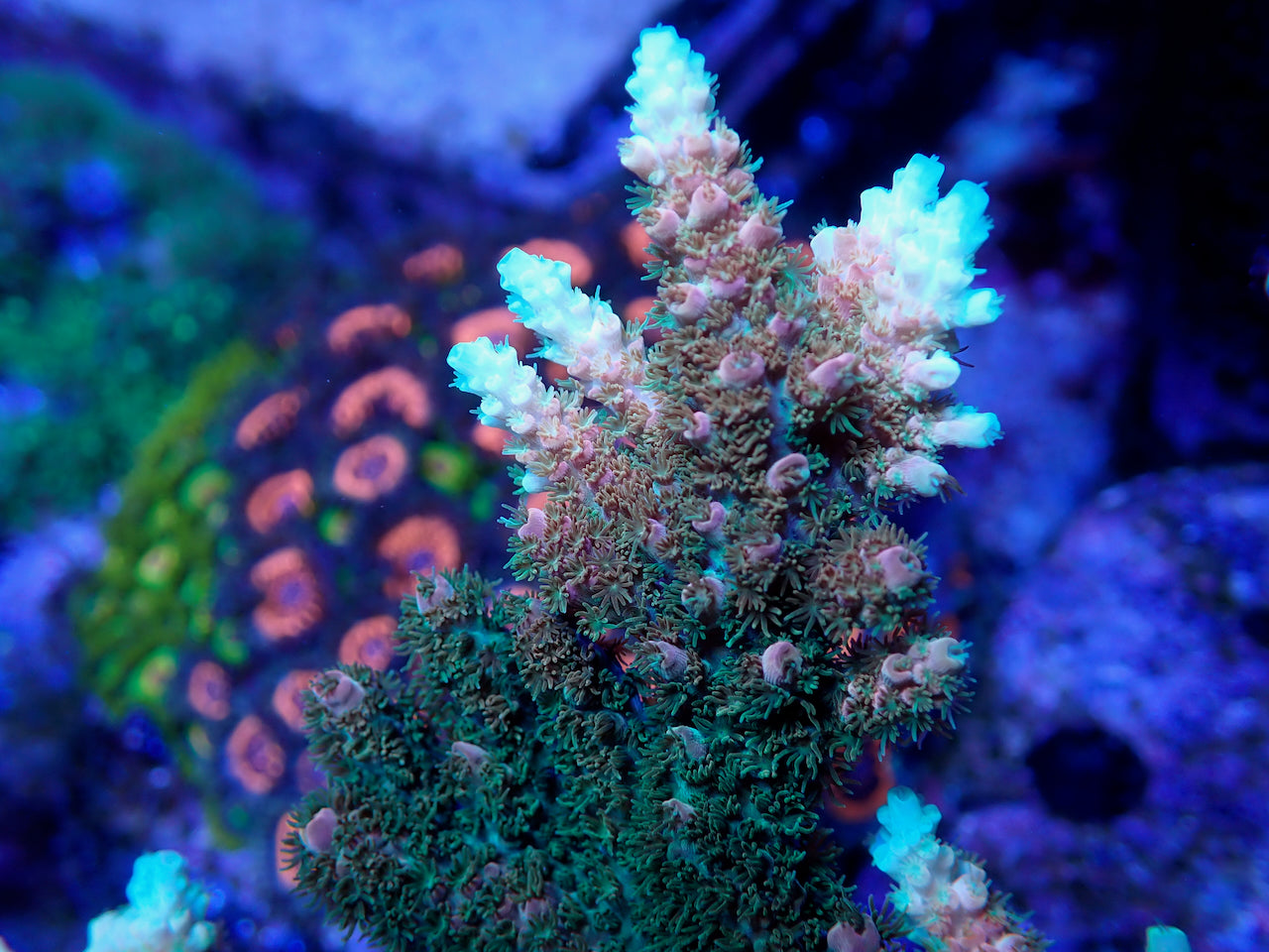 TSA Bill Murray Acropora