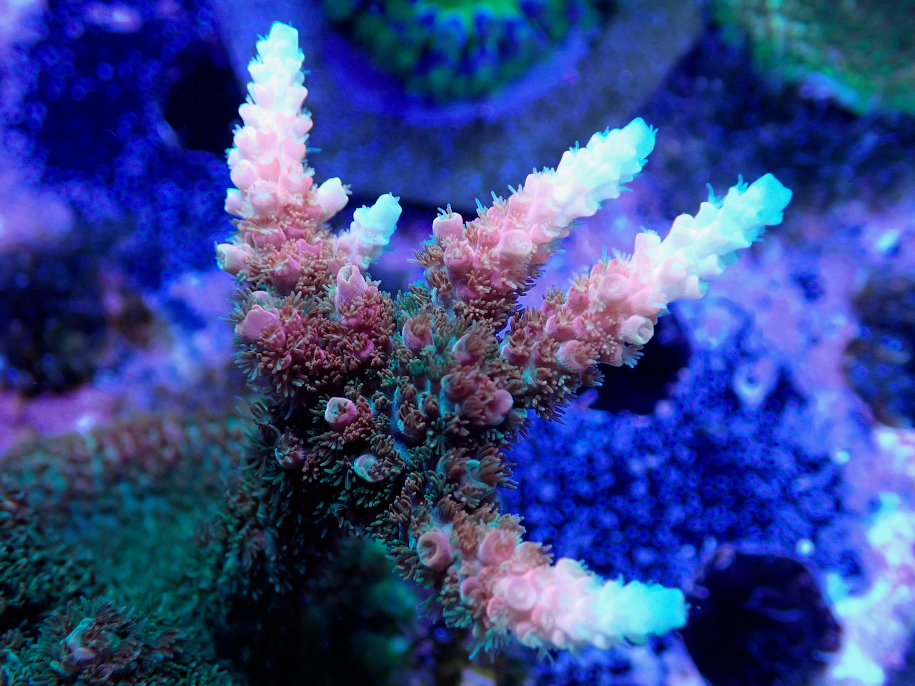 TSA Bill Murray Acropora