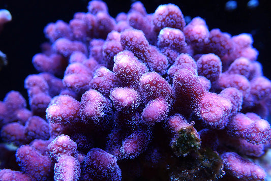 ORA Purple Stylophora
