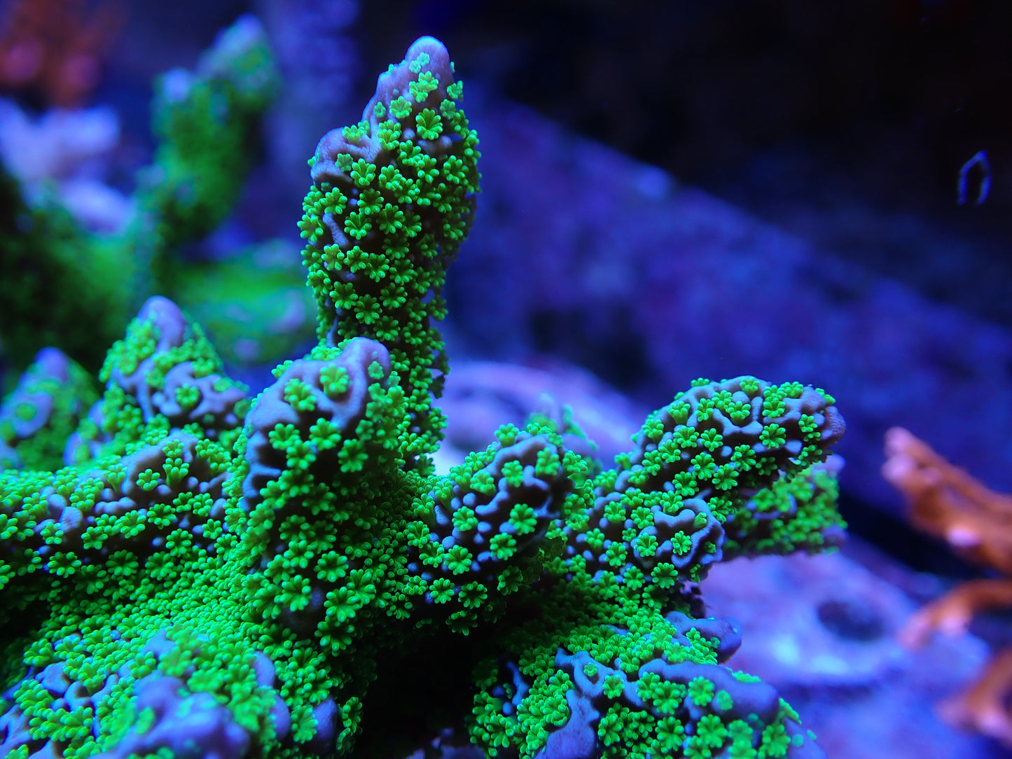 Tubbs Stellata Monitipora