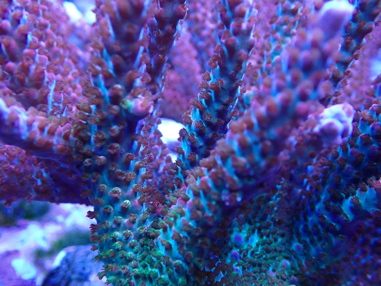 AV Better Than PC Rainbow Acropora