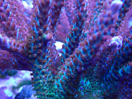 AV Better Than PC Rainbow Acropora