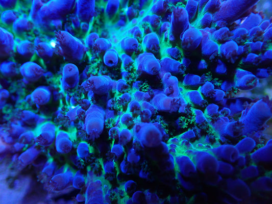 CR Electric Miyagi Acropora