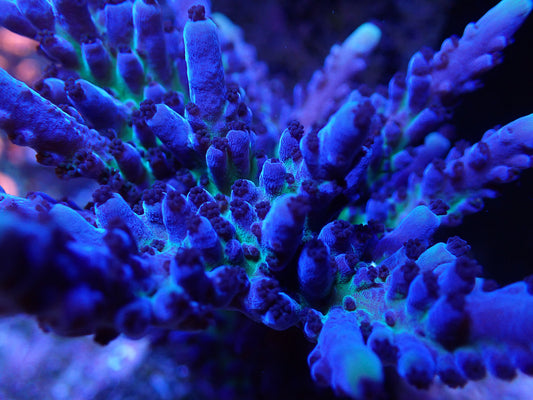 Cali Tort Acropora