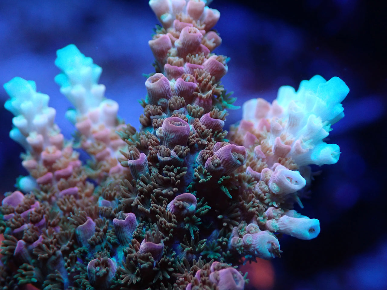 TSA Bill Murray Acropora