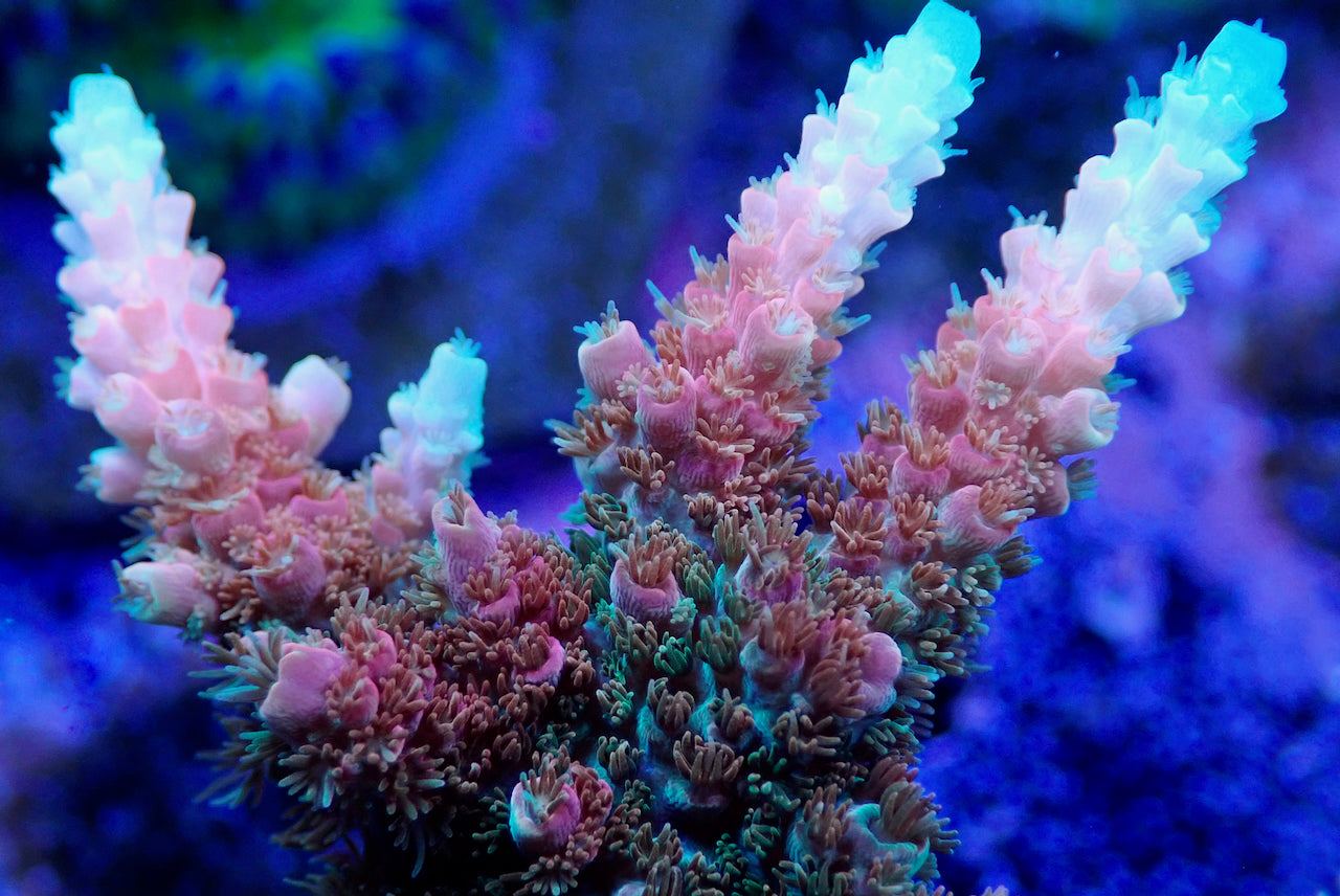 TSA Bill Murray Acropora