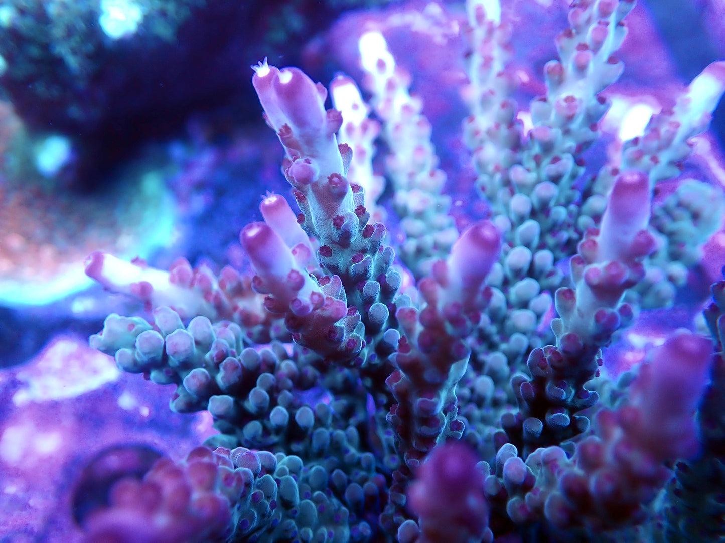 AV Opalite Acropora
