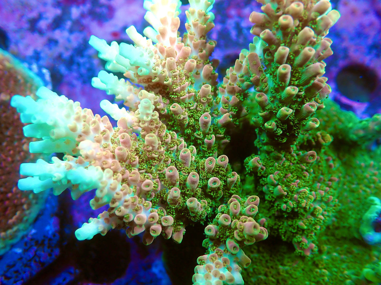 TSA Bill Murray Acropora