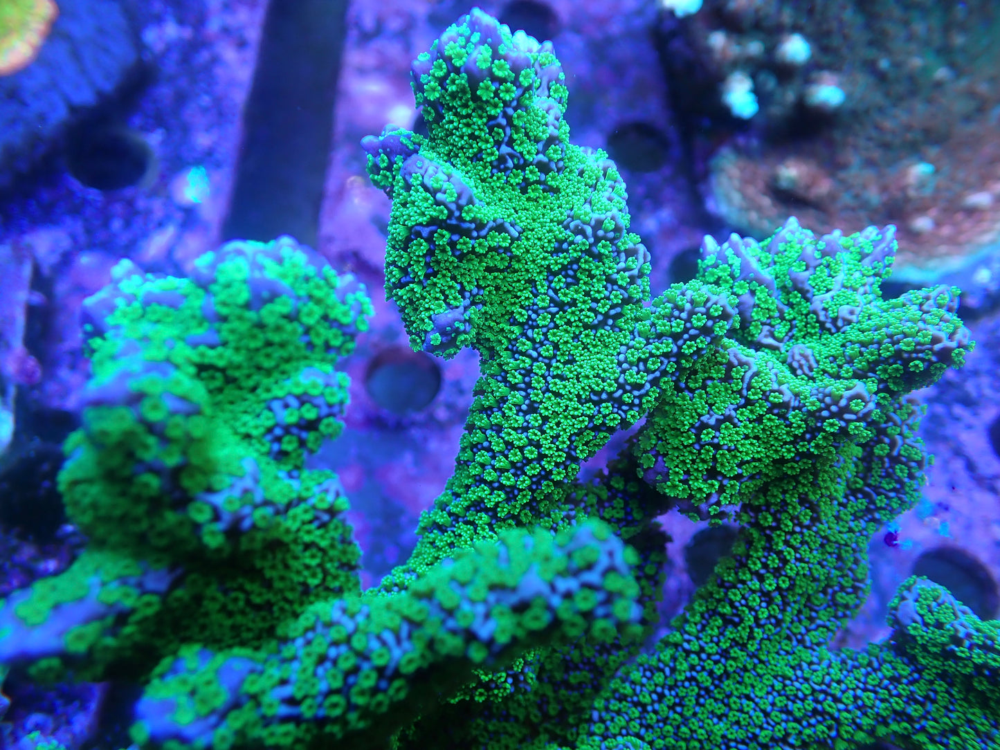 Tubbs Stellata Monitipora