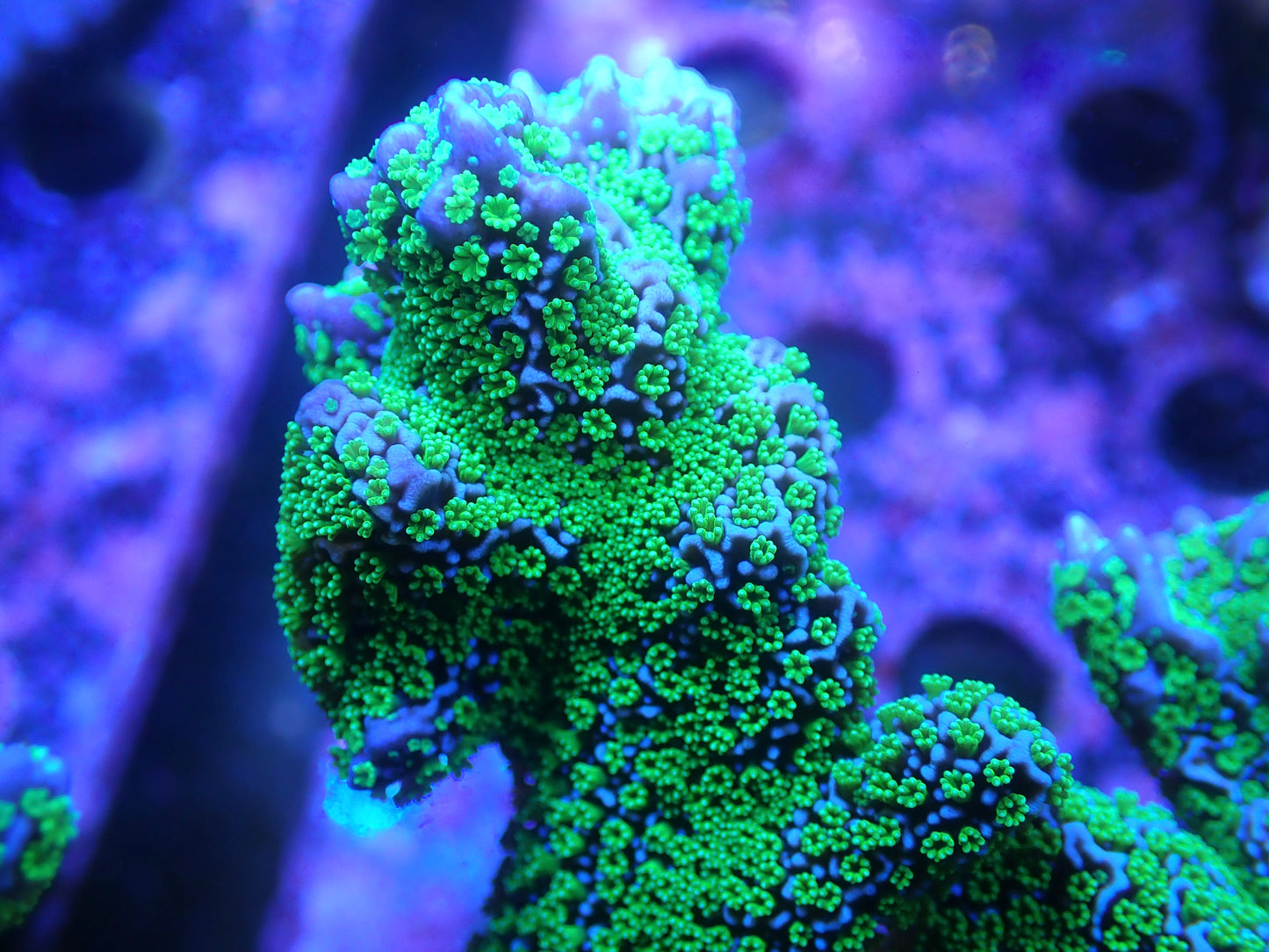 Tubbs Stellata Monitipora