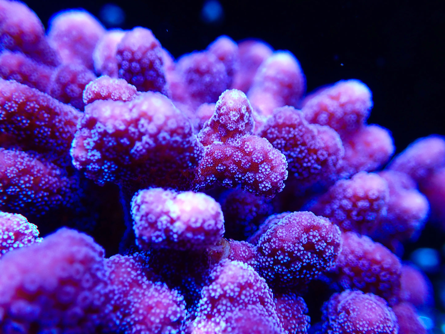 ORA Purple Stylophora