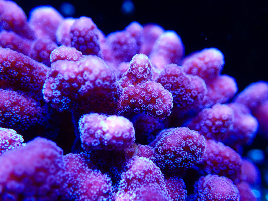 ORA Purple Stylophora