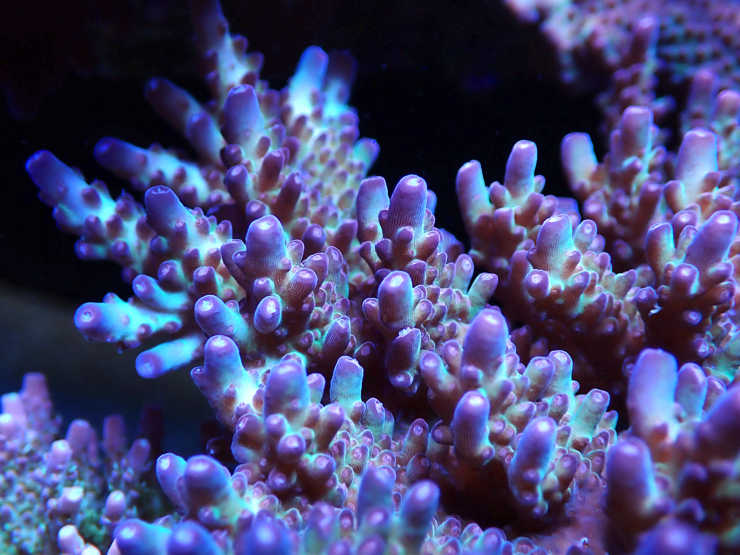 Vivid's Rainbow Delight Acropora