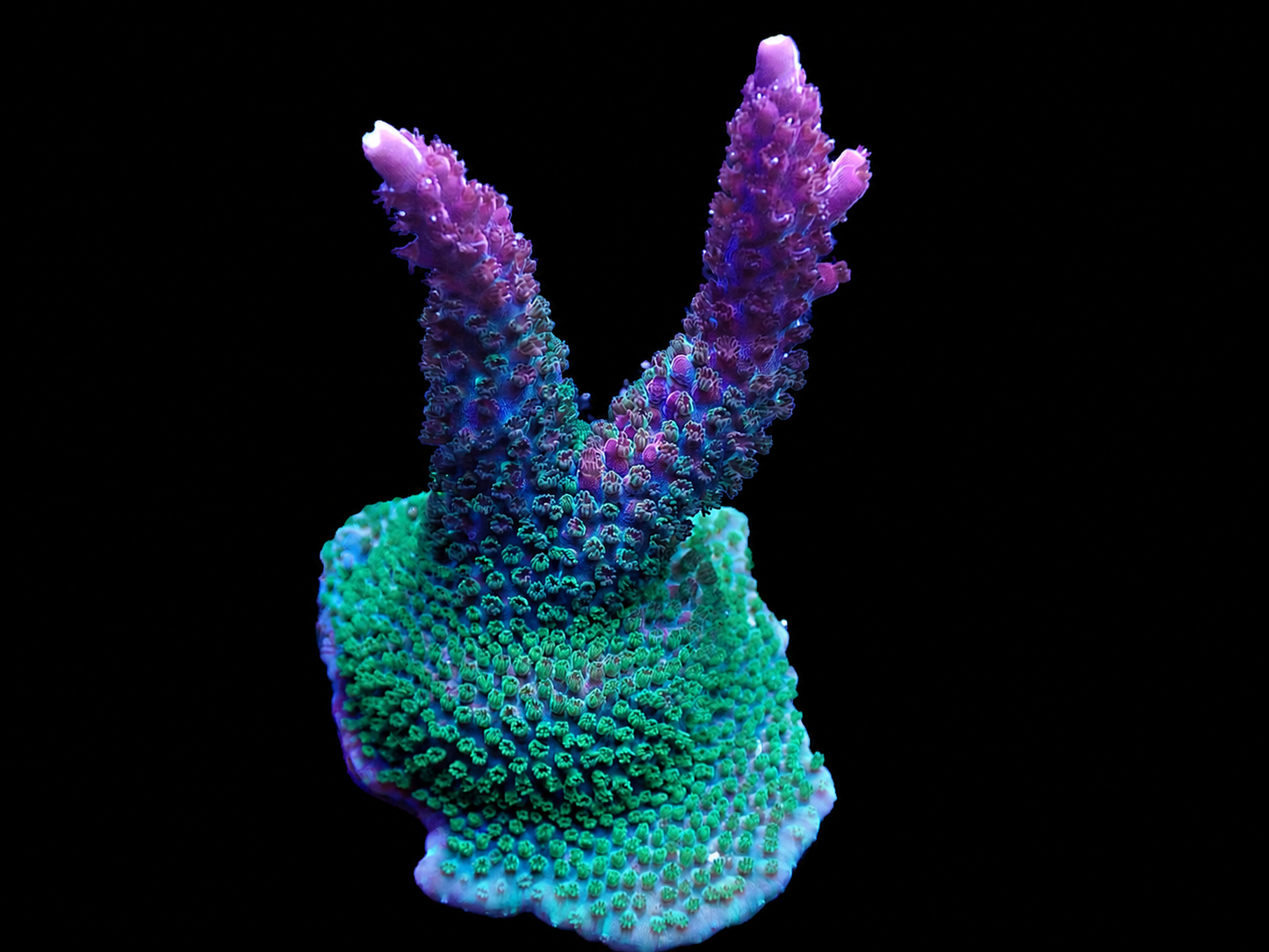 AV Better Than PC Rainbow Acropora
