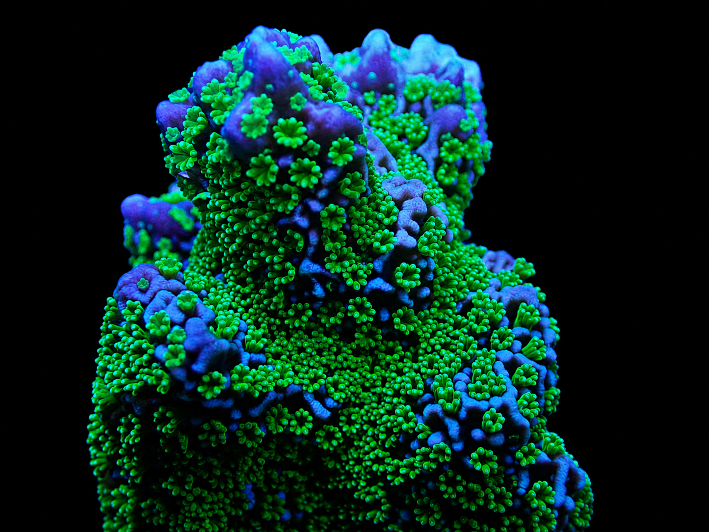 Tubbs Stellata Monitipora
