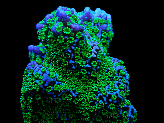 Tubbs Stellata Monitipora