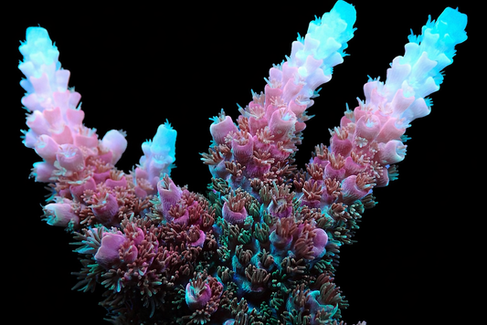 TSA Bill Murray Acropora